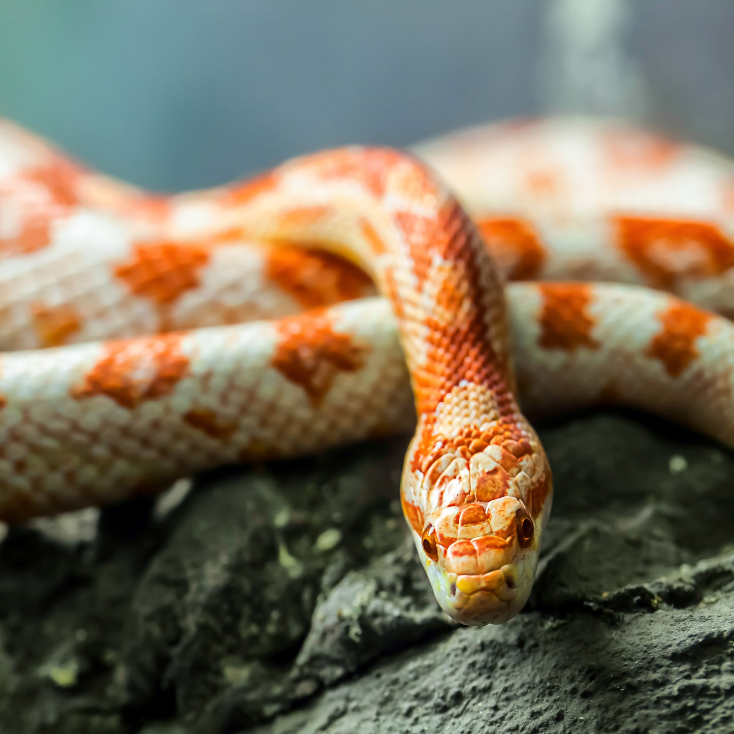 Corn Snakes