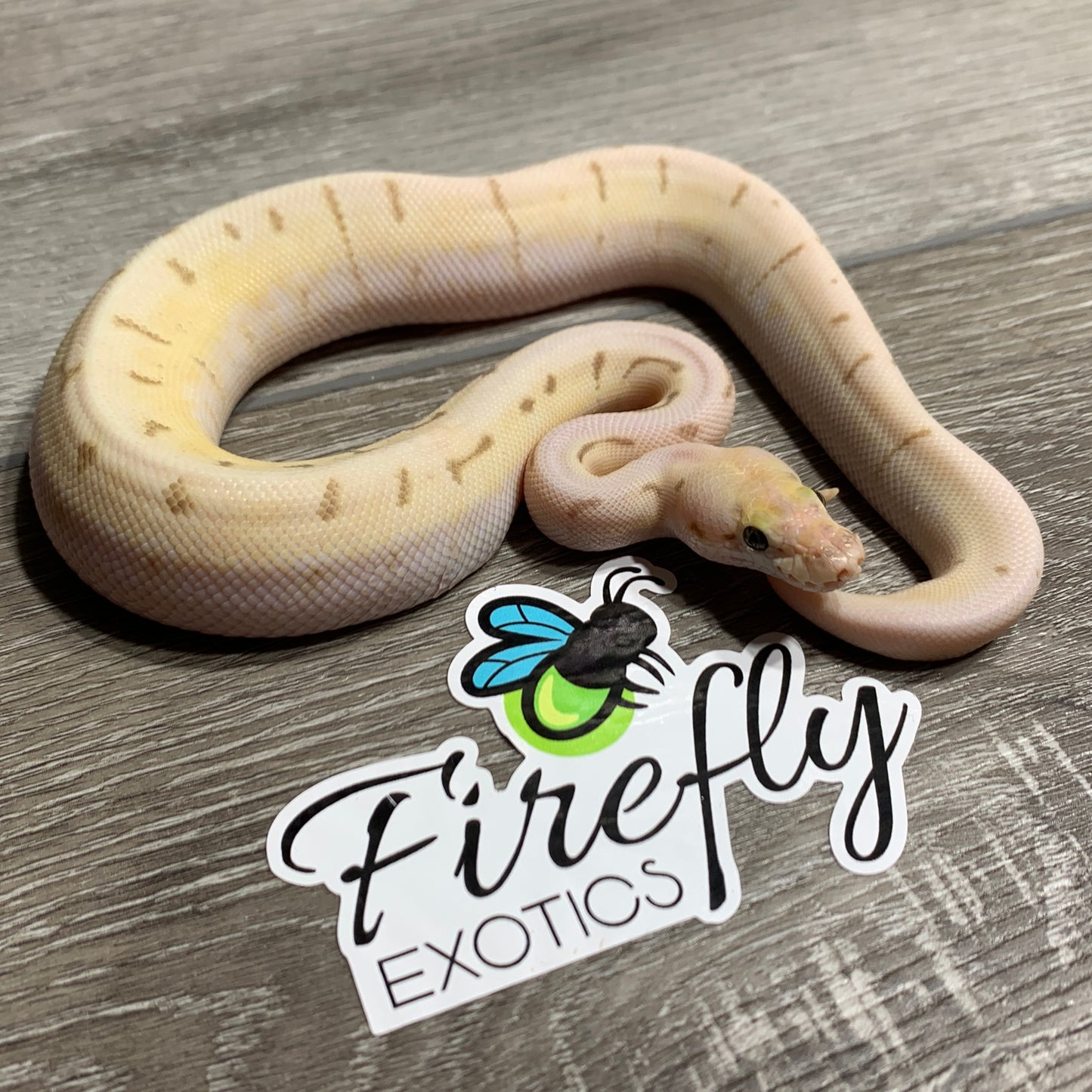 Male Pastel Lesser Pinstripe het Clown