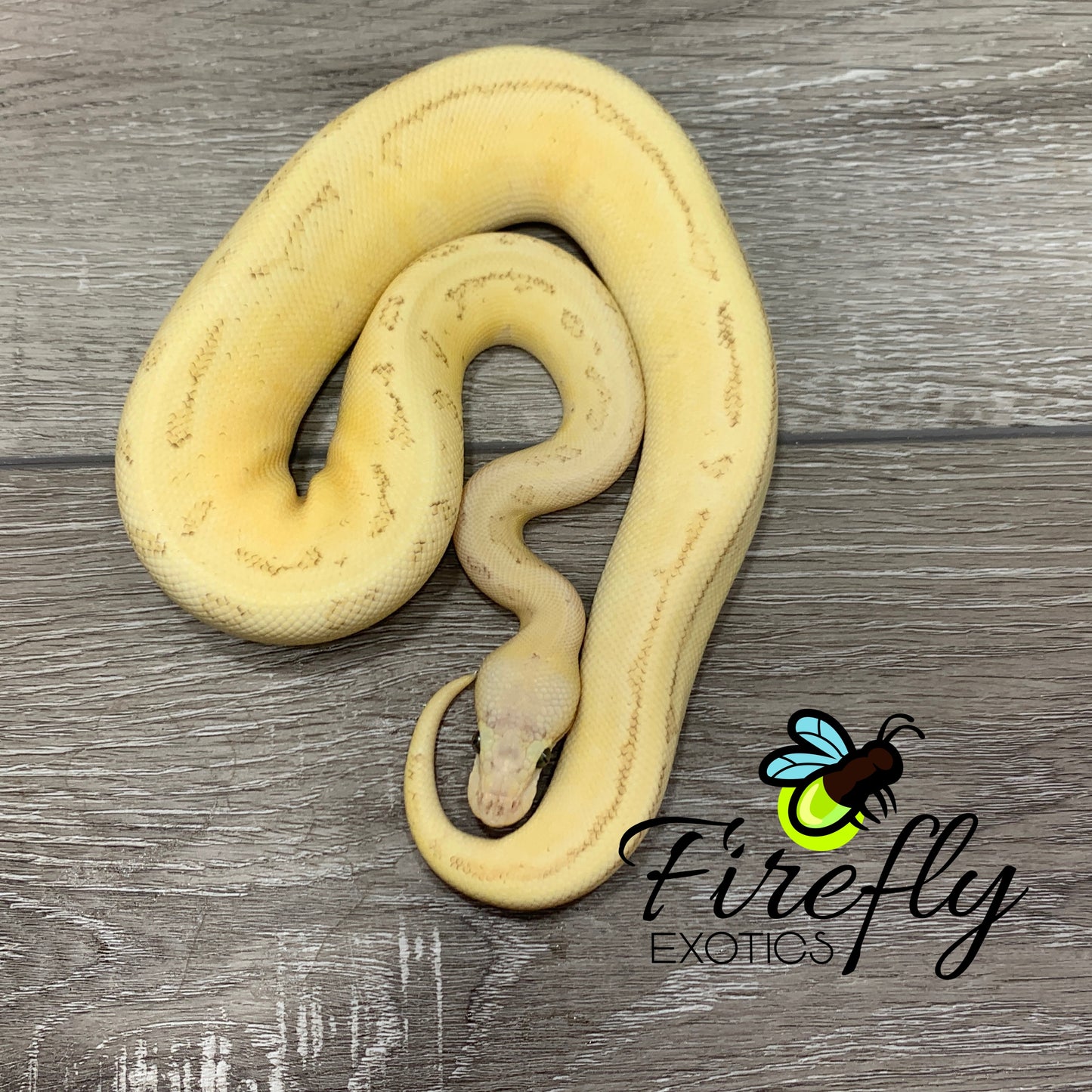 Female Firs Pin Pastel Mackenzie Ball Python