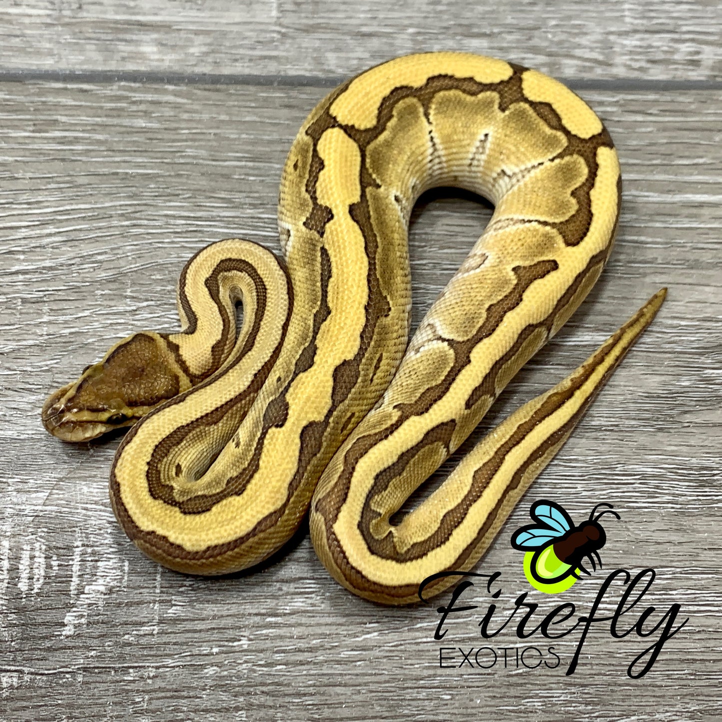 Female Lesser Pinstripe Ball Python Het TSK Axanthic