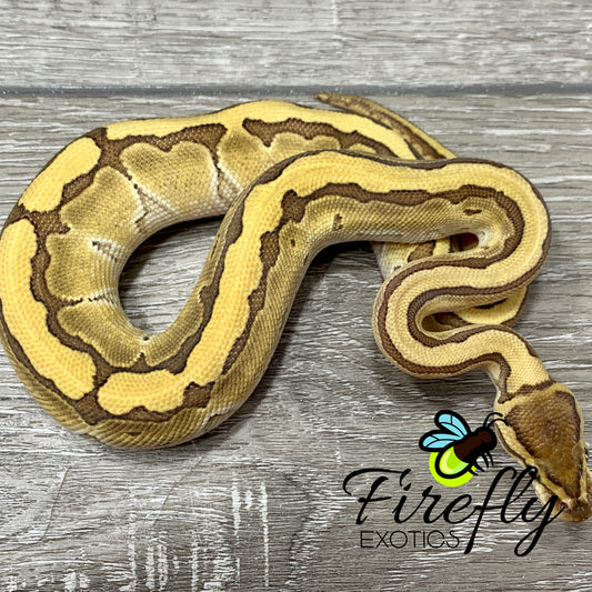 Female Lesser Pinstripe Ball Python Het TSK Axanthic