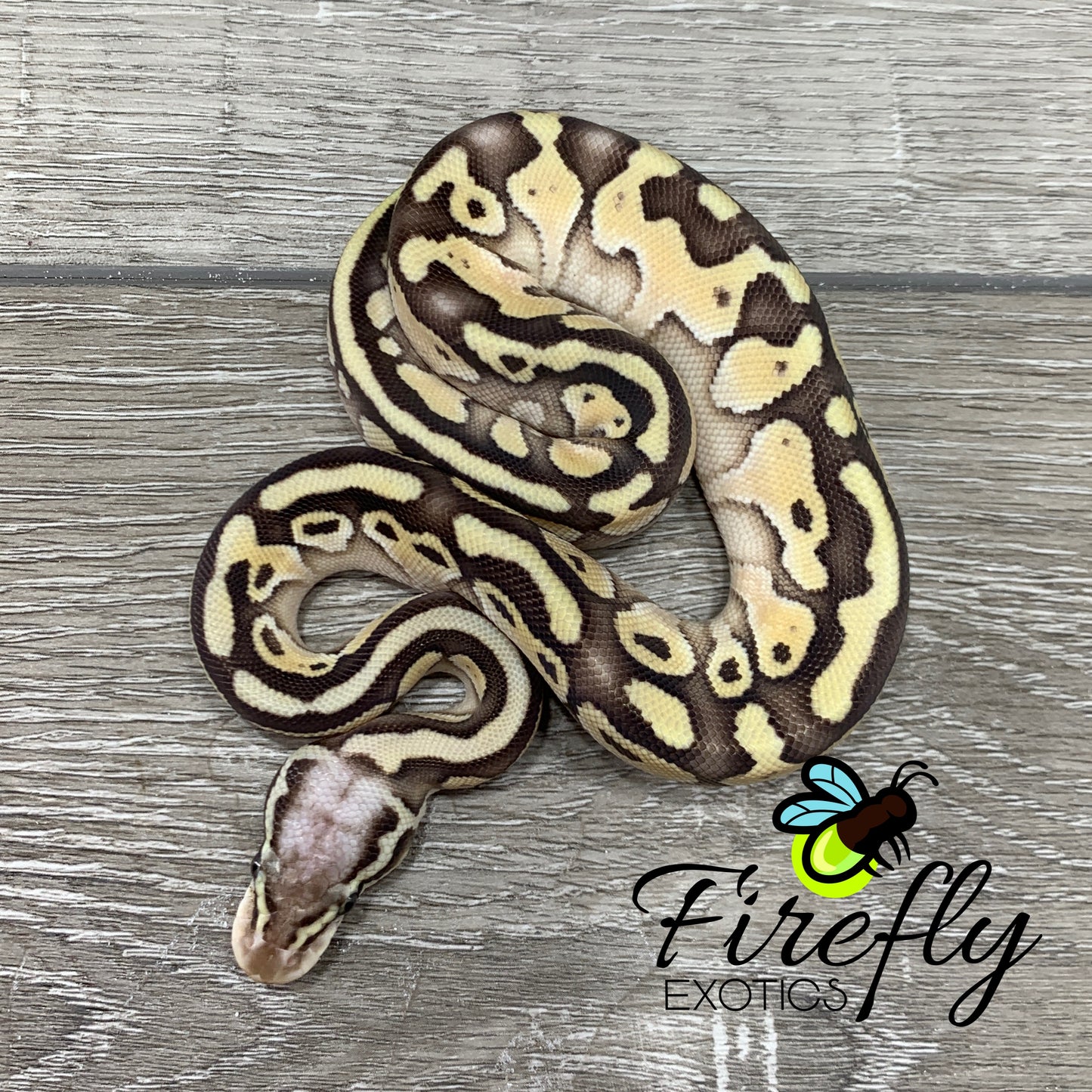 Female Possible Super Pastel Lesser Vanilla Het TSK Axanthic