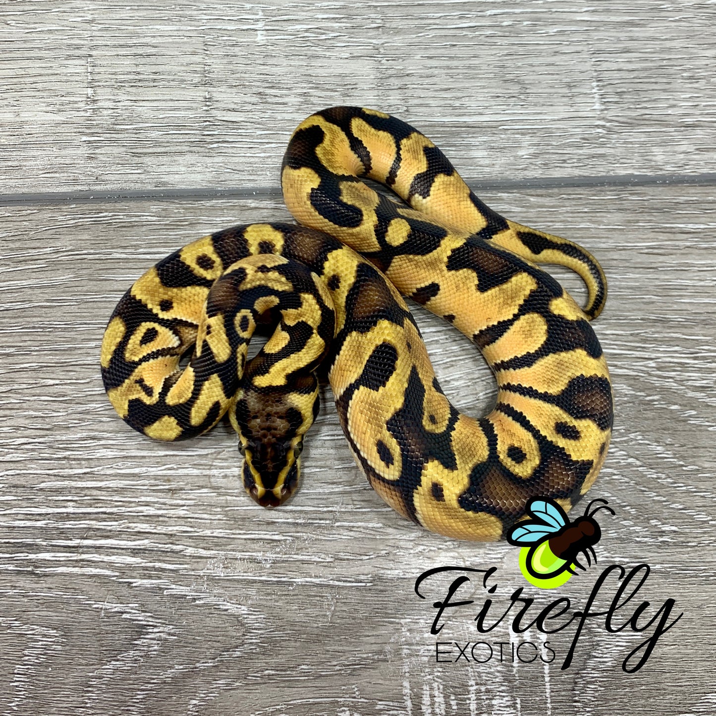 Female Super Enchi Pastel Het Clown