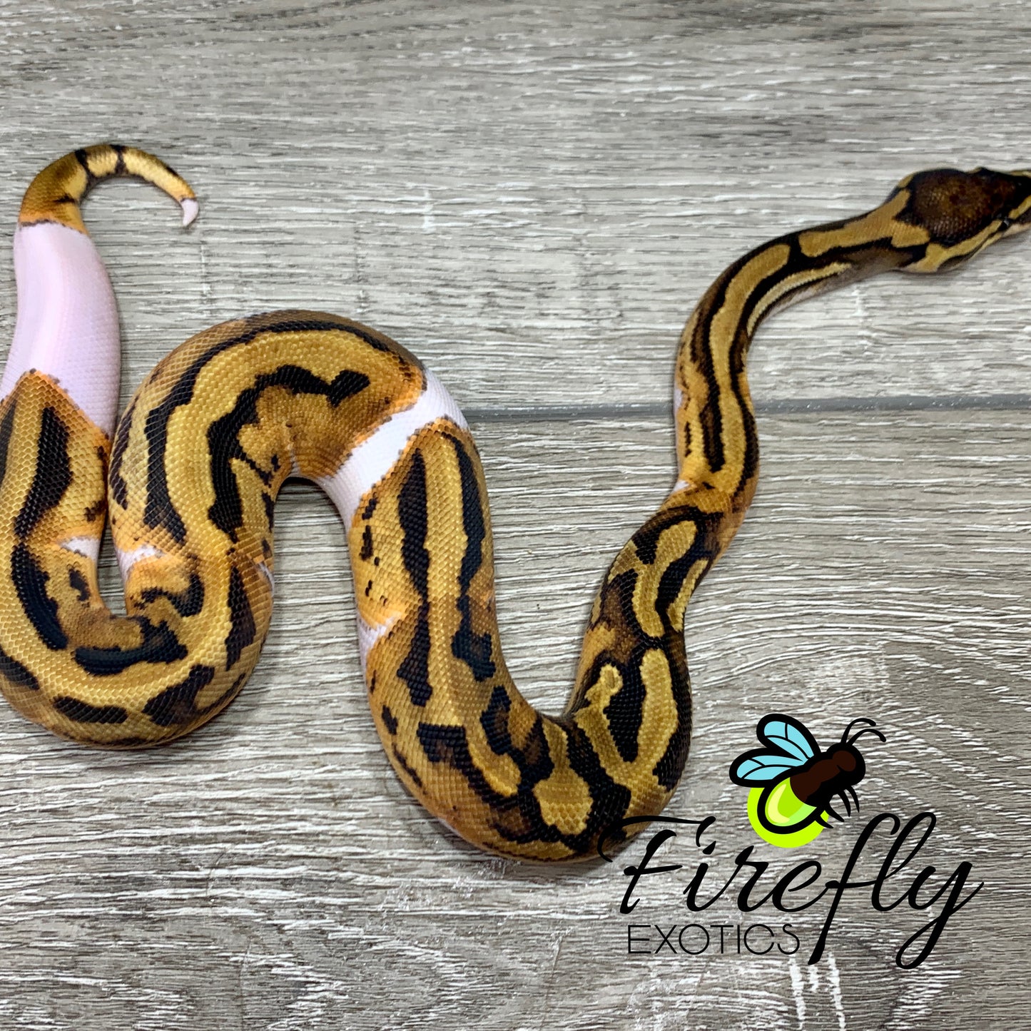 Male Piebald Het Clown Ball Python