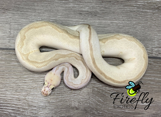 Male Spider Lesser Pastel Clown Ball Python