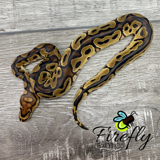 Male Clown Het Piebald