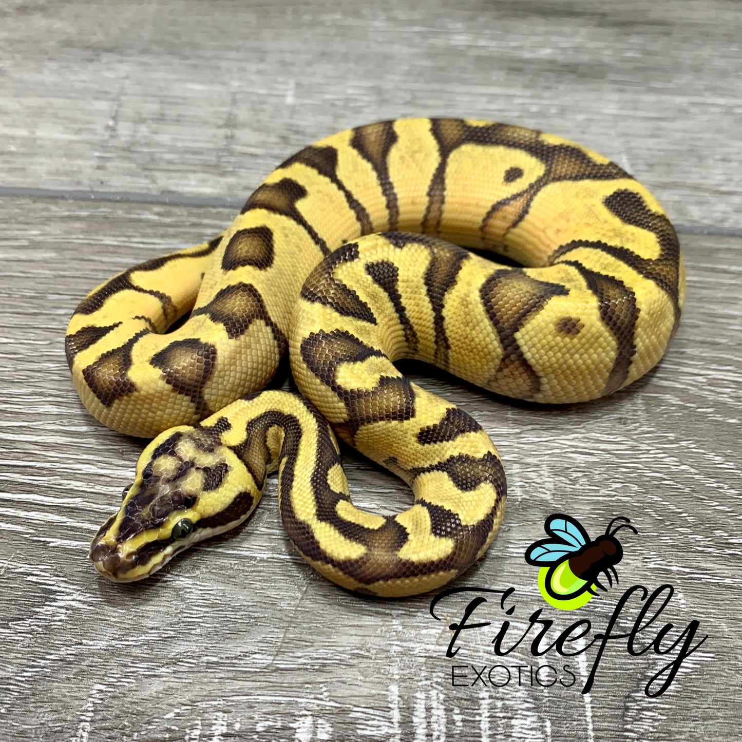 Male Enchi Pastel Het Clown