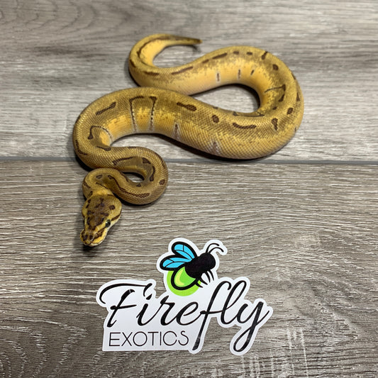 Male Enchi Pinstripe het Clown