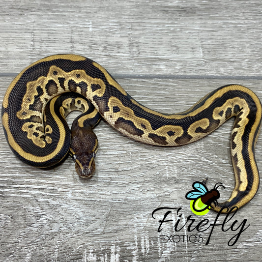 Male Mojave Leopard Het Lavender Albino Piebald Ball Python