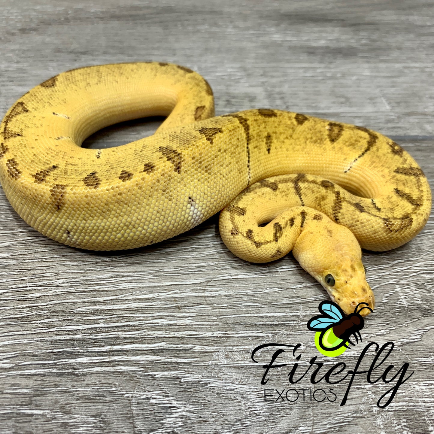 Female Super Enchi Pastel Clown