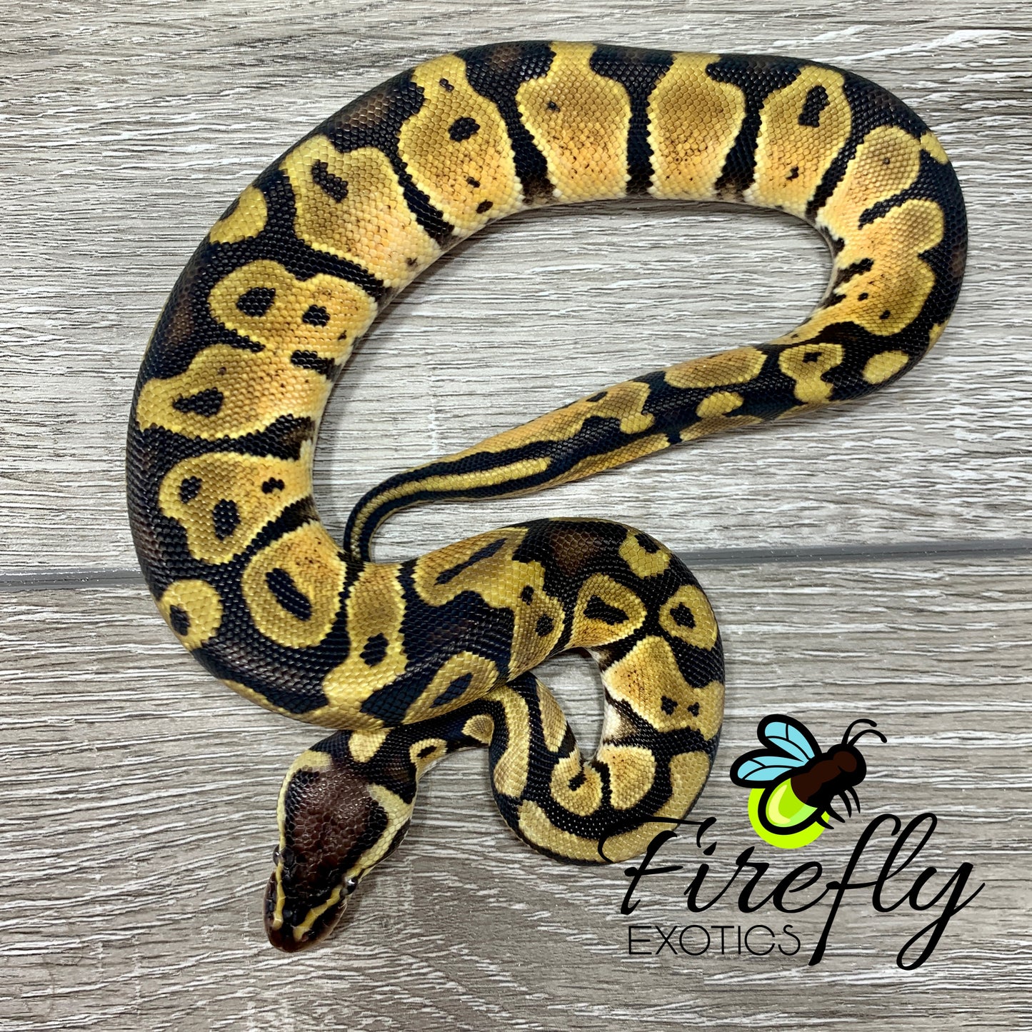 Male Pastel Het TSK Axanthic