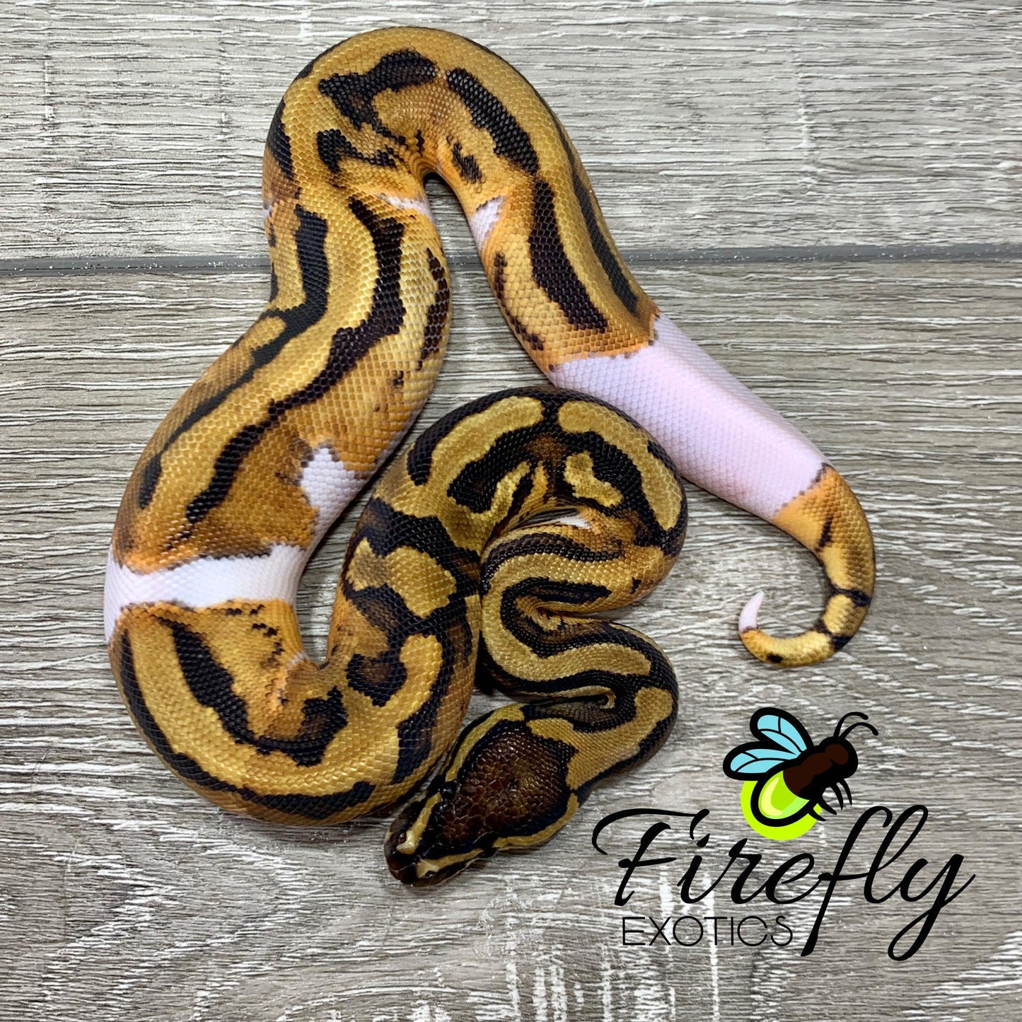 Male Piebald Het Clown Ball Python