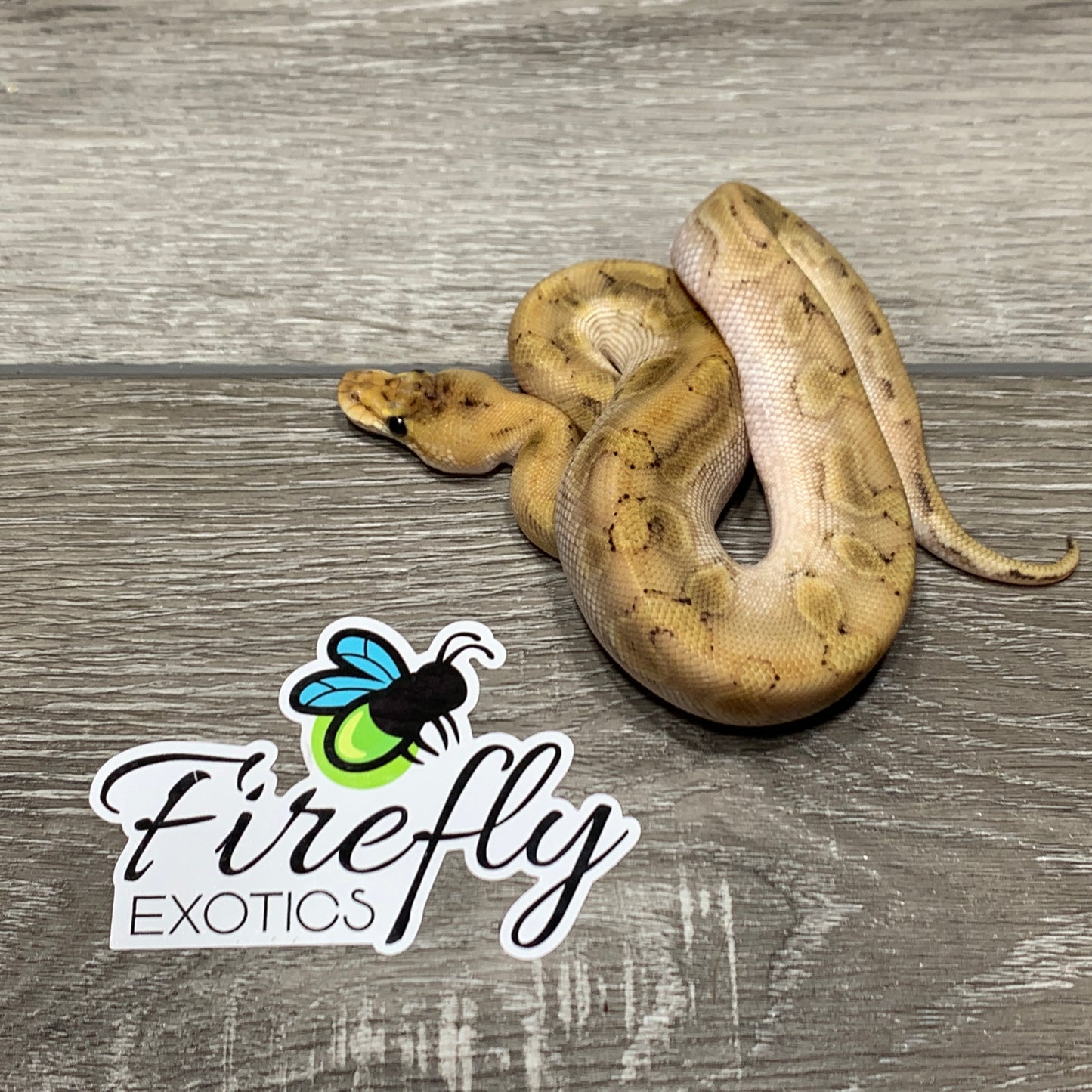 Male Enchi Champagne het Clown