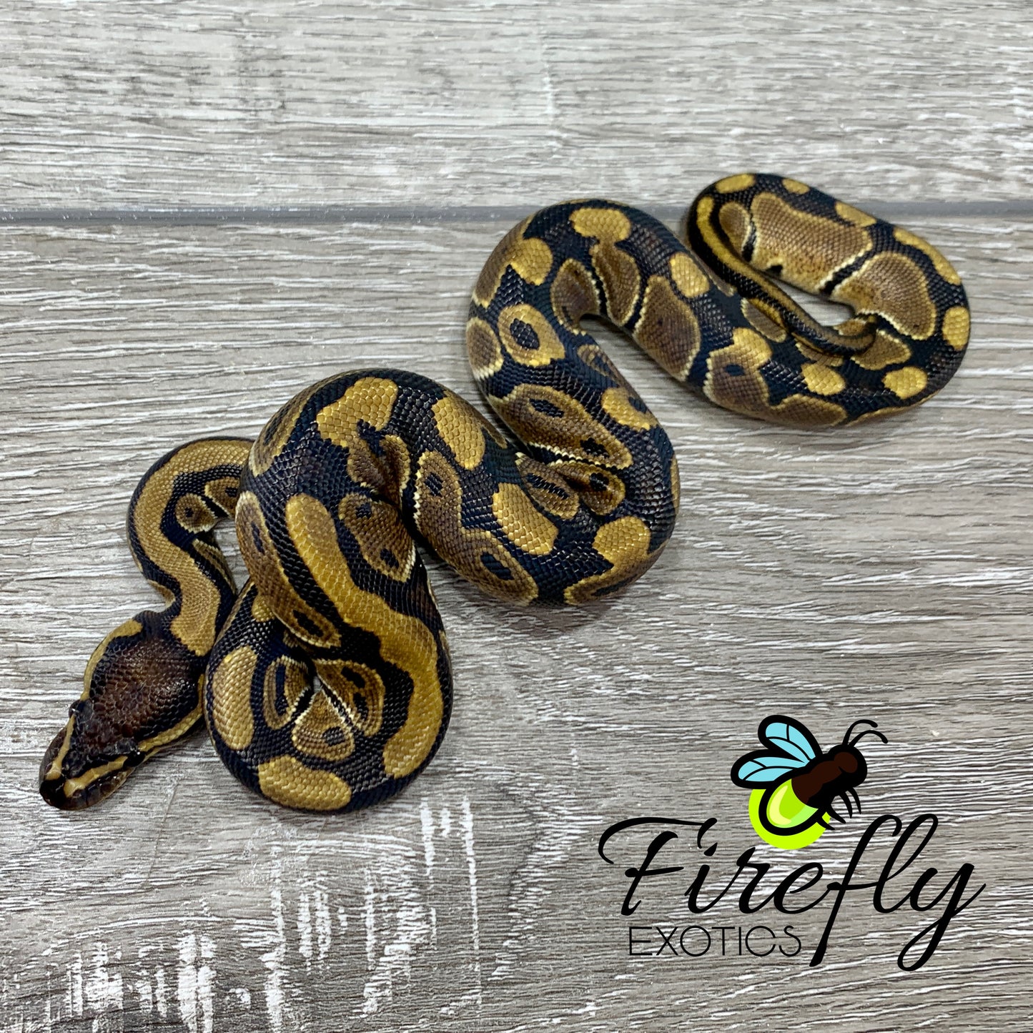 Female DH TSK Axanthic Piebald Ball Python