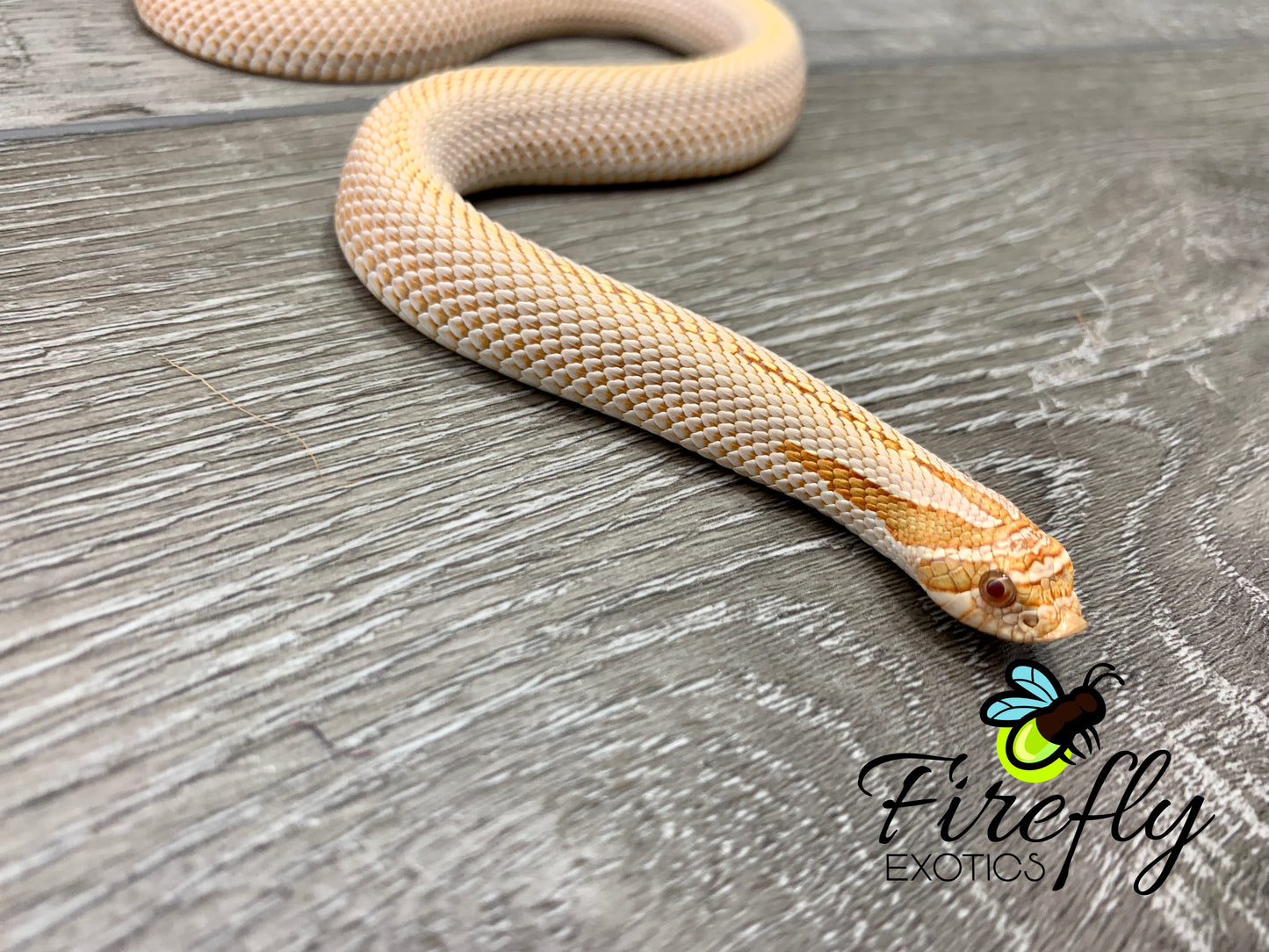 Male Albino Super Conda Hognose