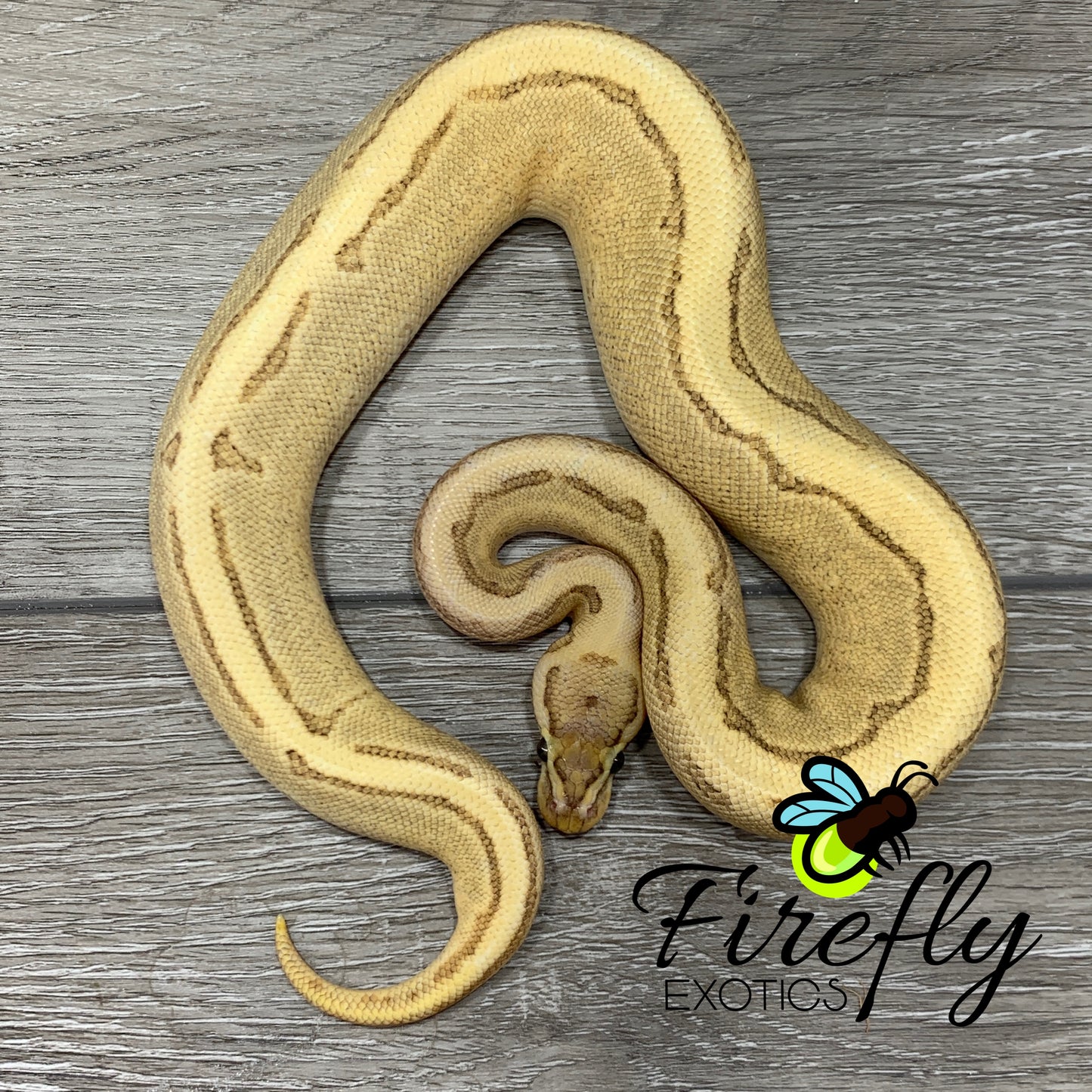 Female Mackenzie Spark Pinstripe Ball Python