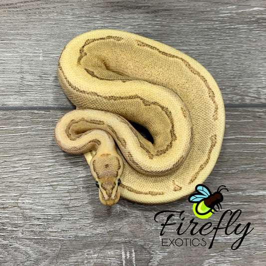 Female Mackenzie Spark Pinstripe Ball Python