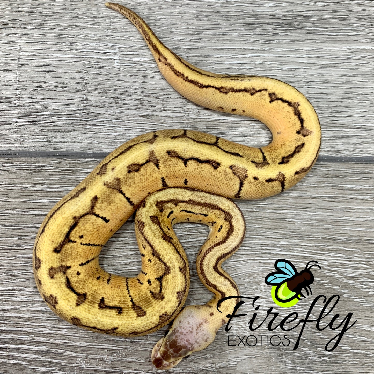 Female Pastel Pin Het TSK Axanthic