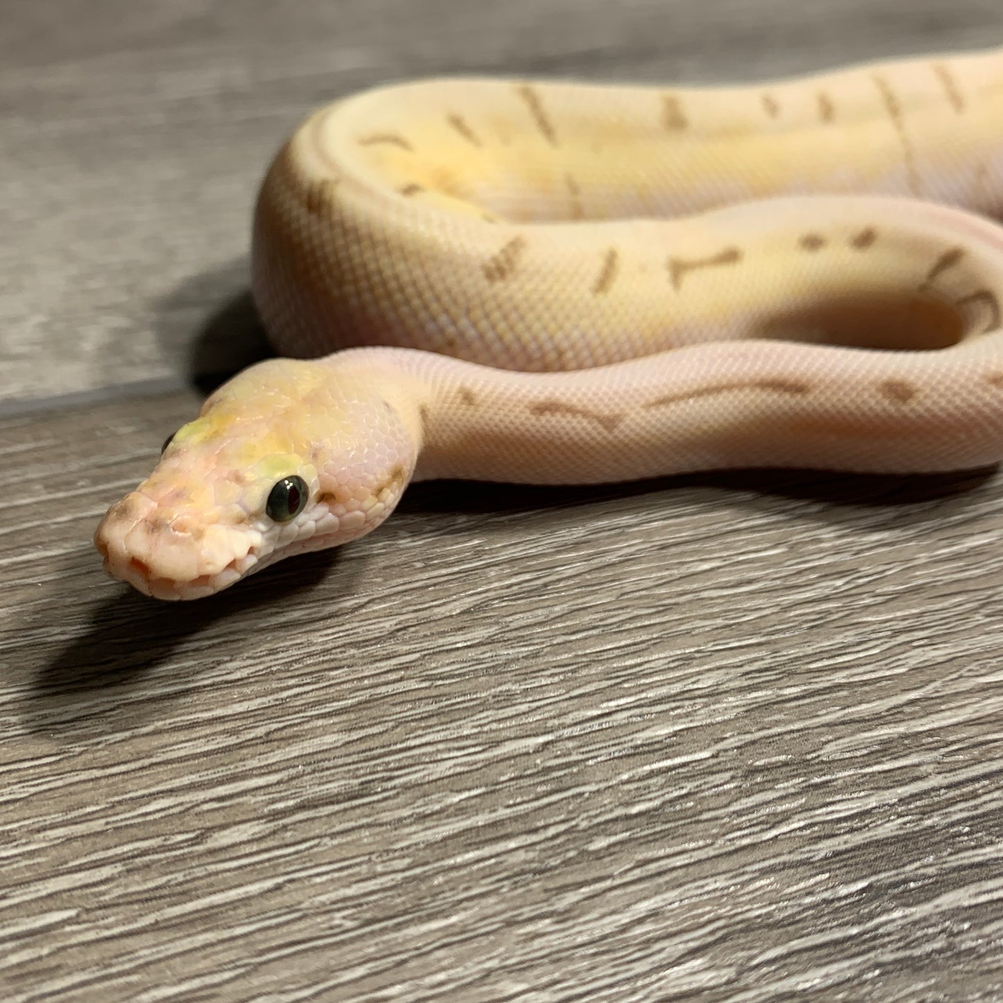 Male Pastel Lesser Pinstripe het Clown