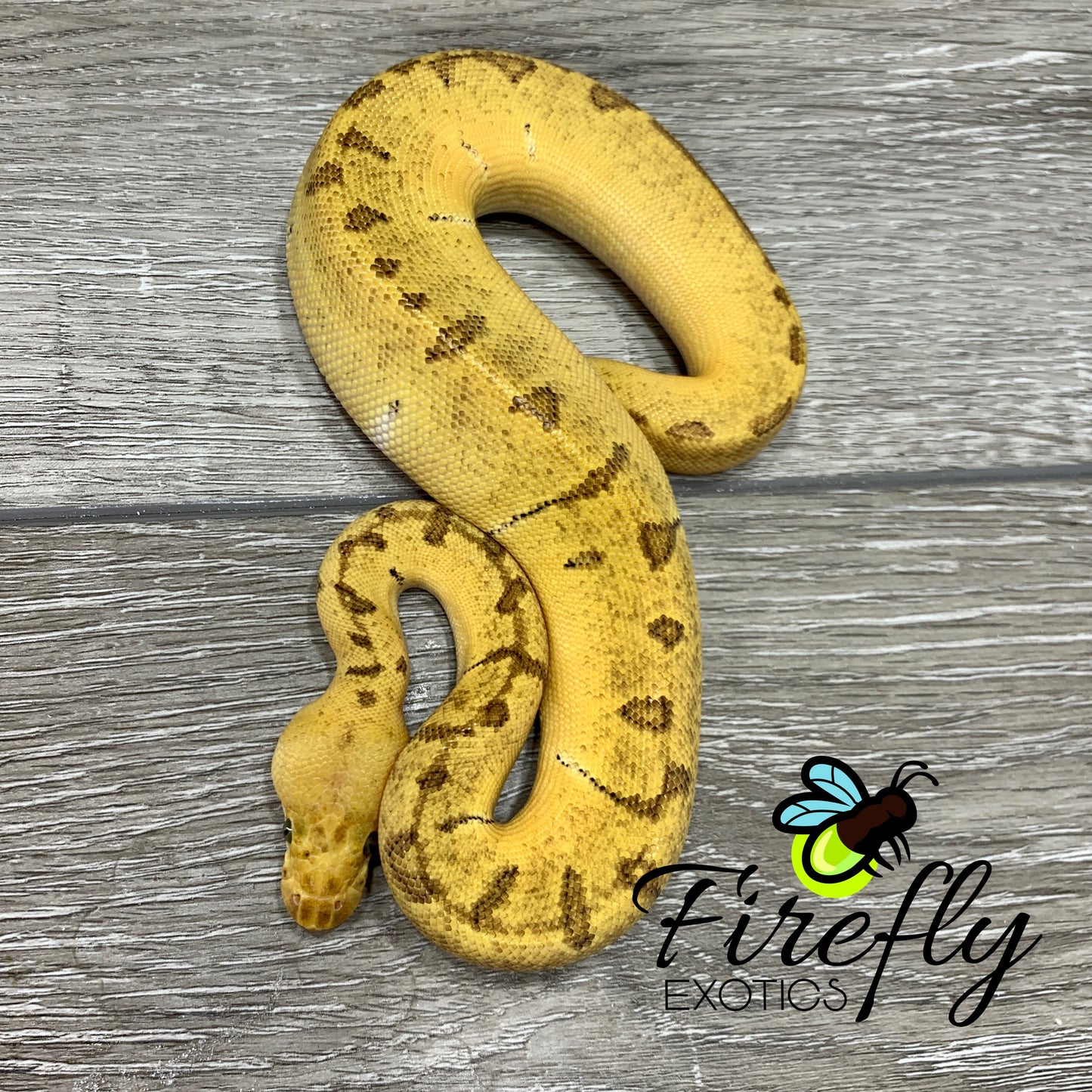 Female Super Enchi Pastel Clown