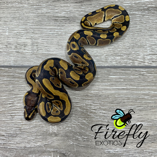 Female DH TSK Axanthic Piebald Ball Python