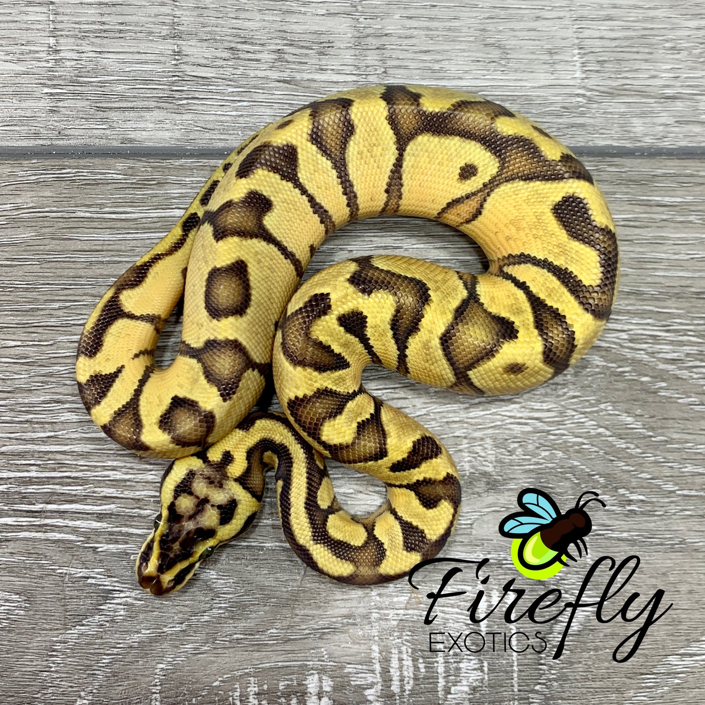 Male Enchi Pastel Het Clown