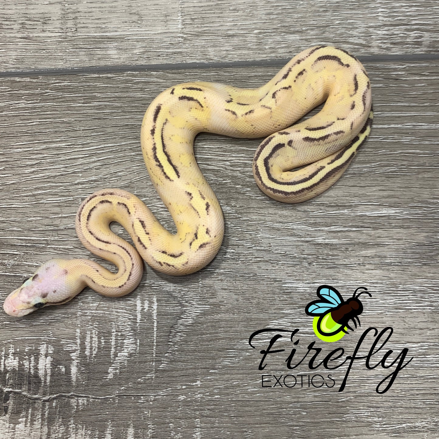 Male Het Clown Possible Mackenzie Fire Pinstripe Pastel Spark  Ball Python