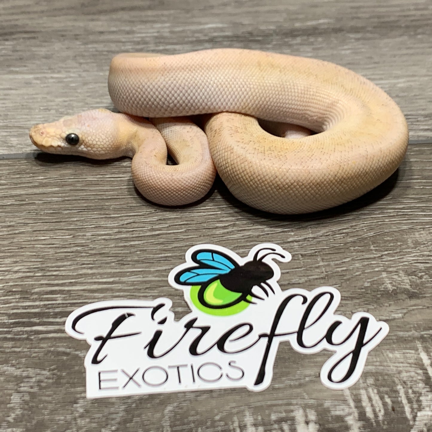 Super Pastel Champagne het Clown