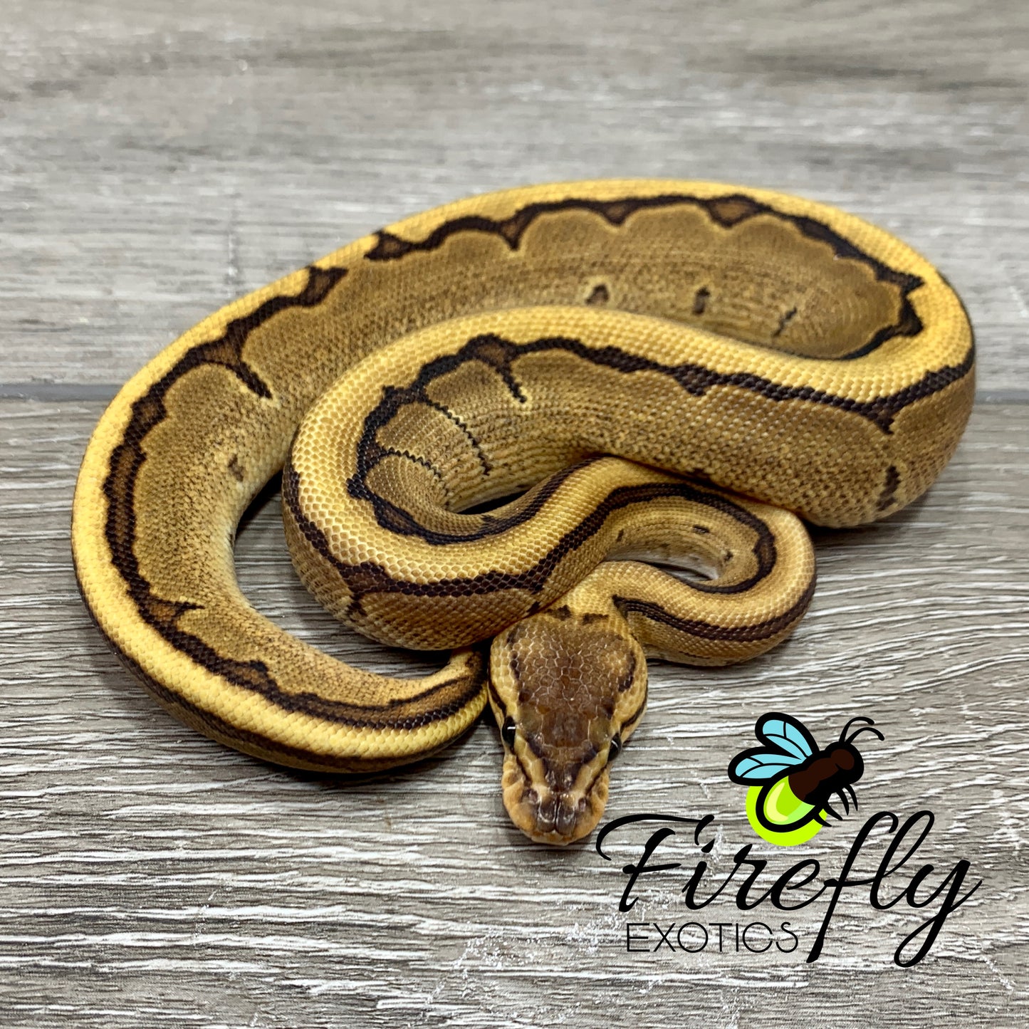 Female Pinstripe Het TSK Axanthic Python