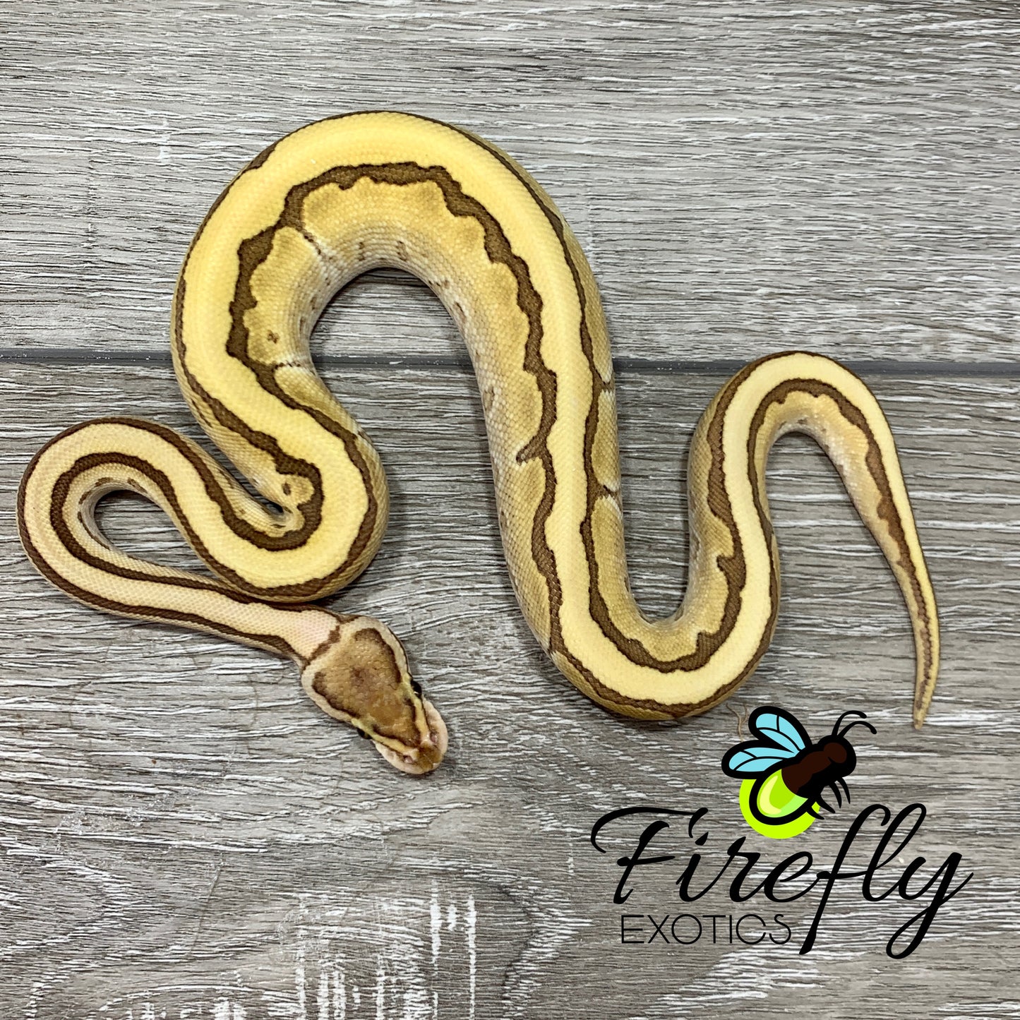 Male Lesser Pinstripe Vanilla Het TSK Axanthic Ball Python