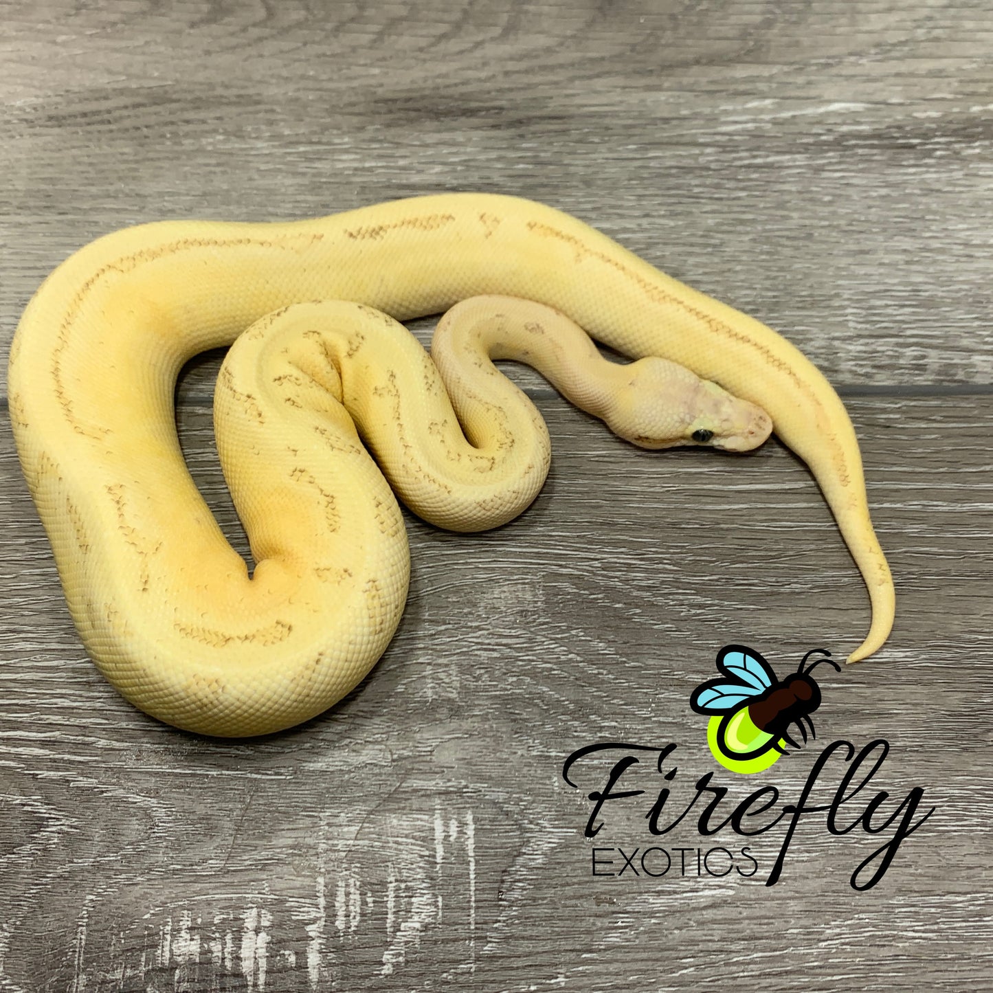 Female Firs Pin Pastel Mackenzie Ball Python