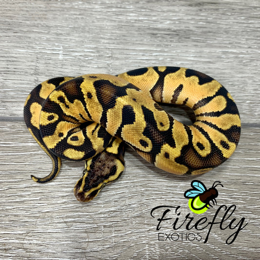 Female Super Enchi Pastel Het Clown