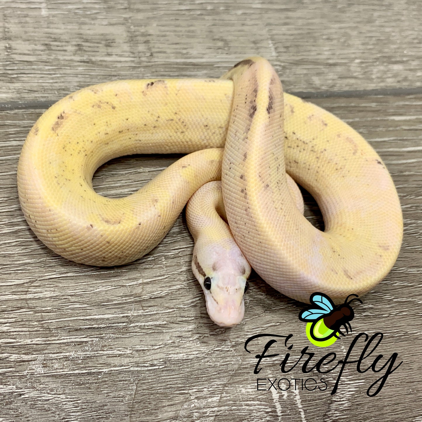 Male Het Clown Possible Super Mackenzie Fire Spark OD